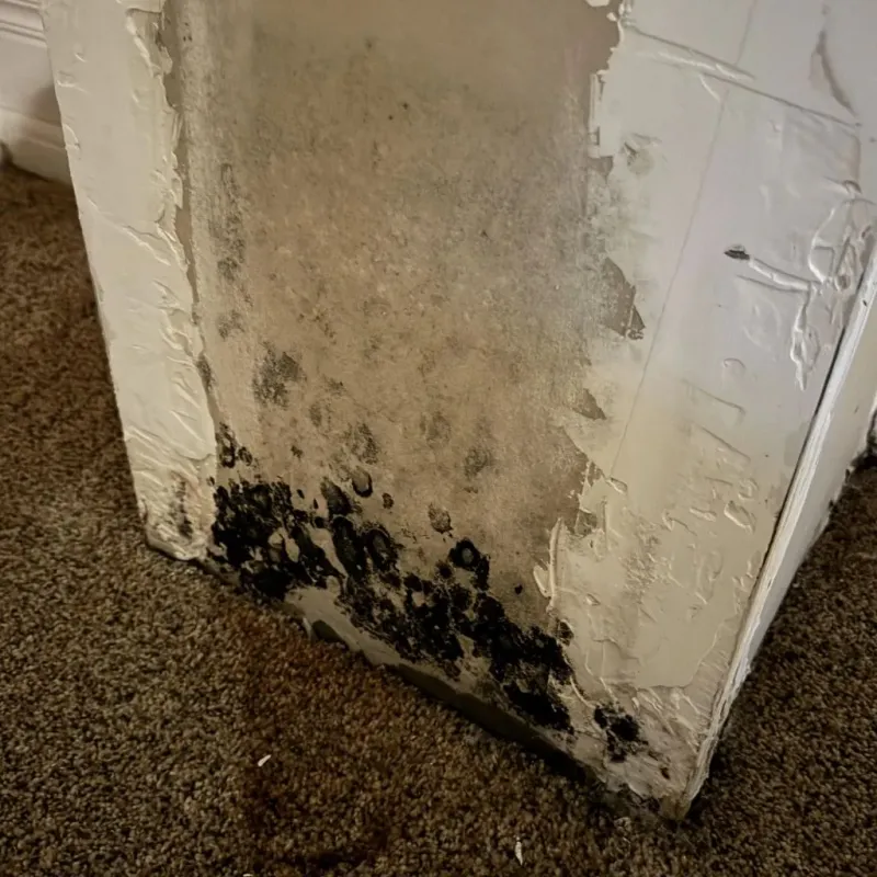 Professional Mold Removal in Perry, NY